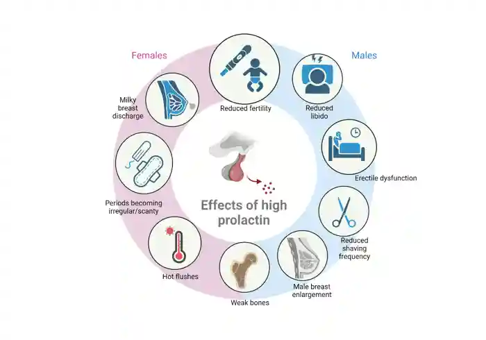 Effects of high prolactin