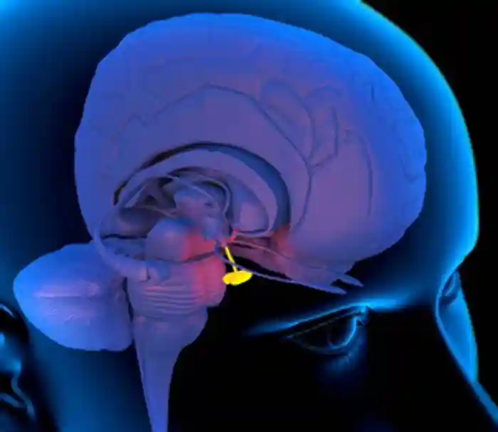 Computer artwork of a person&amp;#x27;s head showing the left hemisphere of the brain inside. The highlighted area (centre) shows the pituitary gland attached to the bottom of the <a  tabindex='0' class='popover-dismiss' href='/glands/hypothalamus/' data-target-type='infoSheet' data-target-url='/glands/hypothalamus/' data-bs-toggle='popover' data-bs-trigger='focus' title='hypothalamus' data-bs-content='1444' >hypothalamus</a> at the base of the brain.