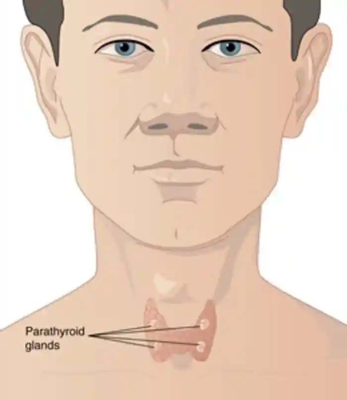 The parathyroid glands lie just behind the thyroid glands in the neck. The parathyroid glands (light pink) produce <a  tabindex='0' class='popover-dismiss' href='/hormones/parathyroid-hormone/' data-target-type='infoSheet' data-target-url='/hormones/parathyroid-hormone/' data-bs-toggle='popover' data-bs-trigger='focus' title='parathyroid hormone' data-bs-content='1413' >parathyroid hormone</a>, which increases levels of calcium in the blood.