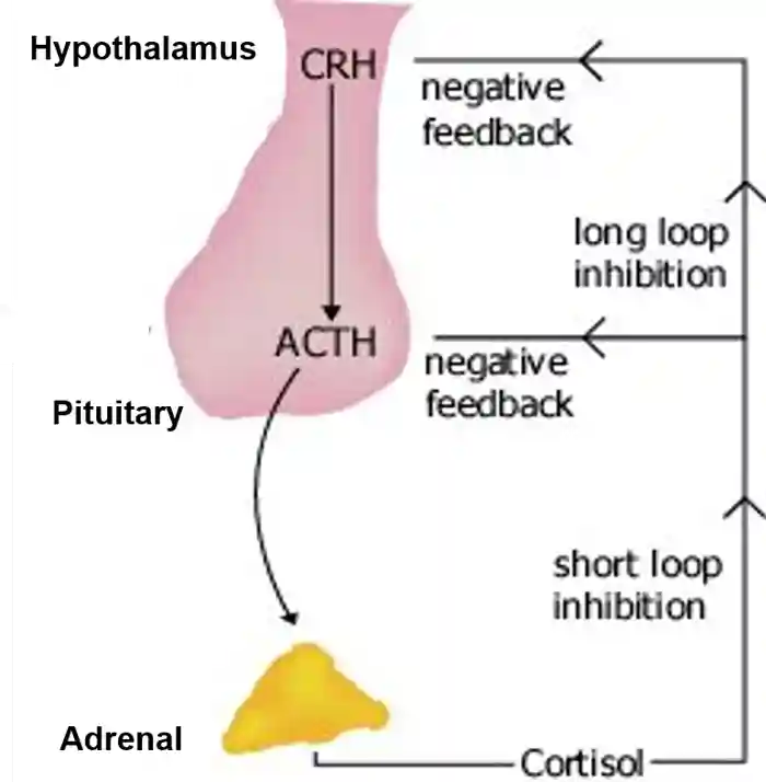 Corticotrophin-releasing hormone from the hypothalamus acts on the pituitary (inset), which secretes ACTH. ACTH travels to the adrenal glands via the bloodstream (arrow). Cortisol from the adrenal then feeds back to the hypothalamus to shut down the cycle.