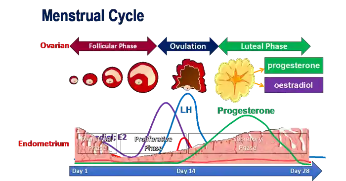 Diagram of the menstrual cycle