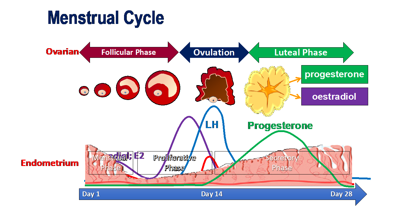 Menstrual Cycle You And Your Hormones From The Society For Endocrinology