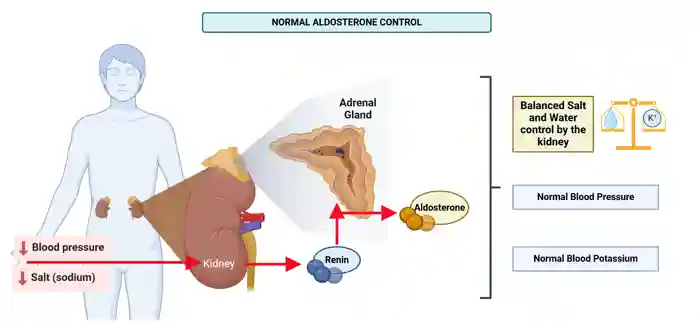 Figure 1: When blood pressure is low or there is not enough salt in the body, the kidney makes more renin. This signals the <a  tabindex='0' class='popover-dismiss' href='/glands/adrenal-glands/' data-target-type='infoSheet' data-target-url='/glands/adrenal-glands/' data-bs-toggle='popover' data-bs-trigger='focus' title='adrenal glands' data-bs-content='1443' >adrenal glands</a> to release more aldosterone. Aldosterone helps the kidney keep the right balance of salt and water, which helps bring blood pressure and <a  tabindex='0' class='popover-dismiss' href='/glossary/p#potassium' data-target-type='glossary' data-target-url='/glossary/p#potassium' data-bs-toggle='popover' data-bs-trigger='focus' title='potassium' data-bs-content='1880' >potassium</a> levels back to normal. Image made using Biorender.