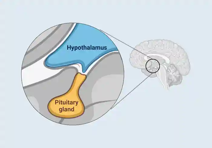 Location of the <a  tabindex='0' class='popover-dismiss' href='/glands/hypothalamus/' data-target-type='infoSheet' data-target-url='/glands/hypothalamus/' data-bs-toggle='popover' data-bs-trigger='focus' title='hypothalamus' data-bs-content='1444' >hypothalamus</a> and pituitary gland in the brain.