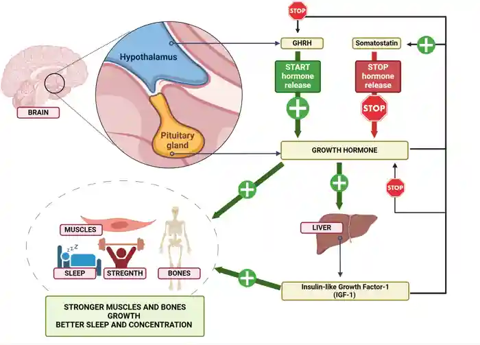 Release and function of growth hormone-releasing hormone.