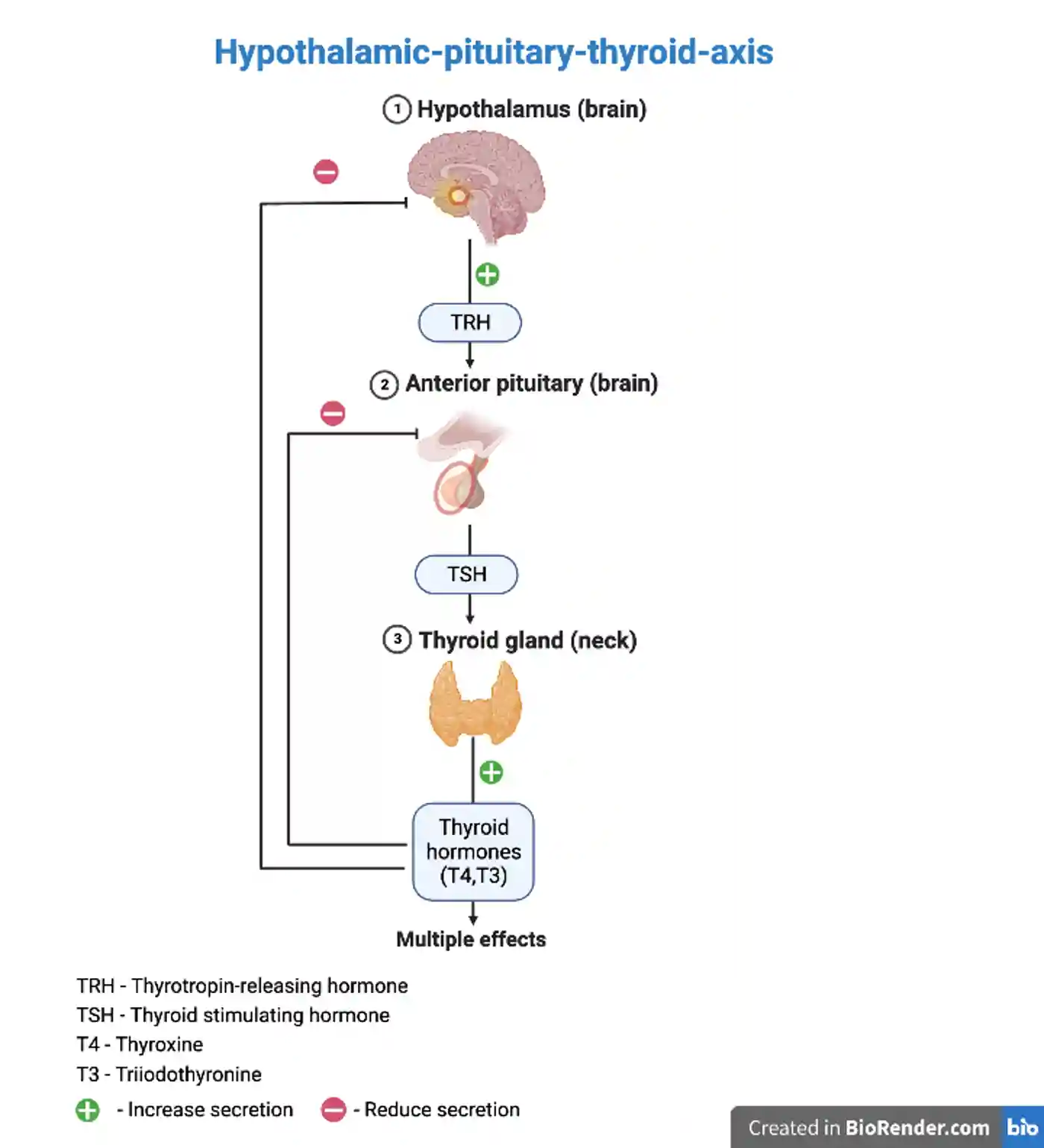 Diagram showing the hypothalamic-pituitary-thyroid axis (HPT). The highlighted areas show the hypothalamus and the <a  tabindex='0' class='popover-dismiss' href='/glossary/a#anterior' data-target-type='glossary' data-target-url='/glossary/a#anterior' data-bs-toggle='popover' data-bs-trigger='focus' title='anterior' data-bs-content='1751' >anterior</a> pituitary. Image created using Biorender