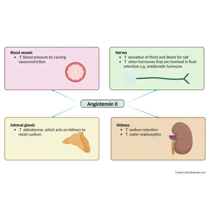 The actions of angiotensin II - made with Biorender