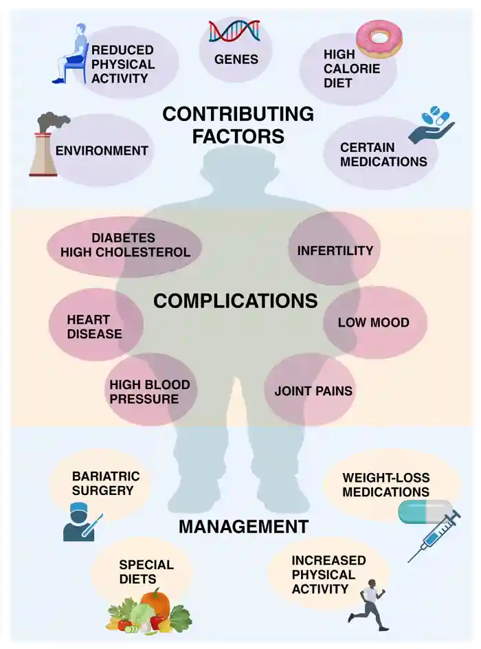 The Effect Of Obesity On The Body