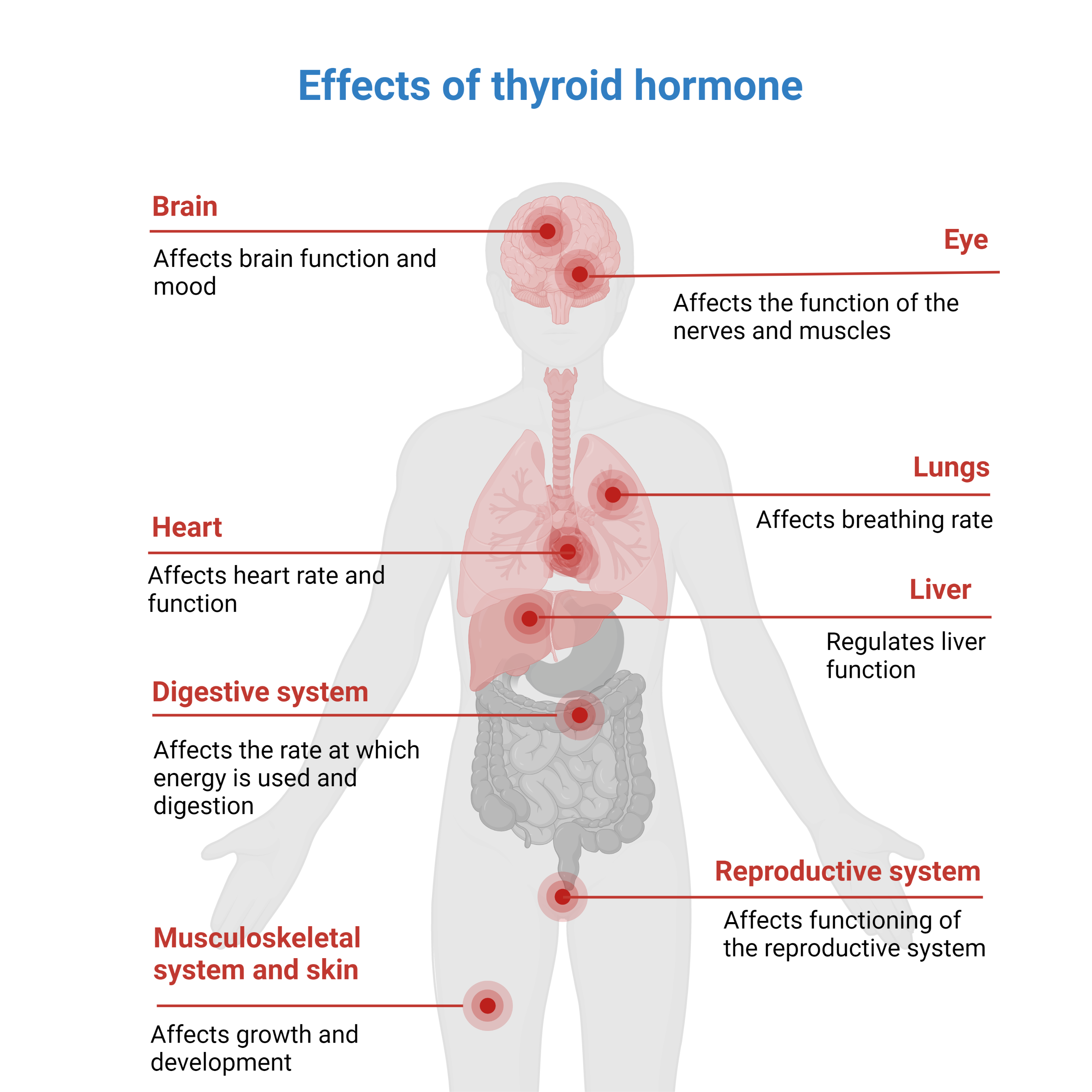 Thyroid Gland Glands