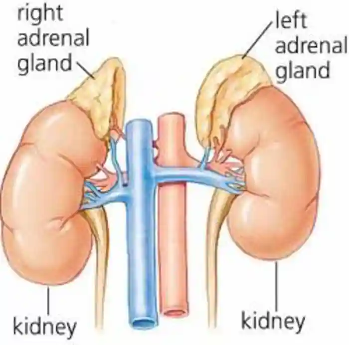 Adrenal glands