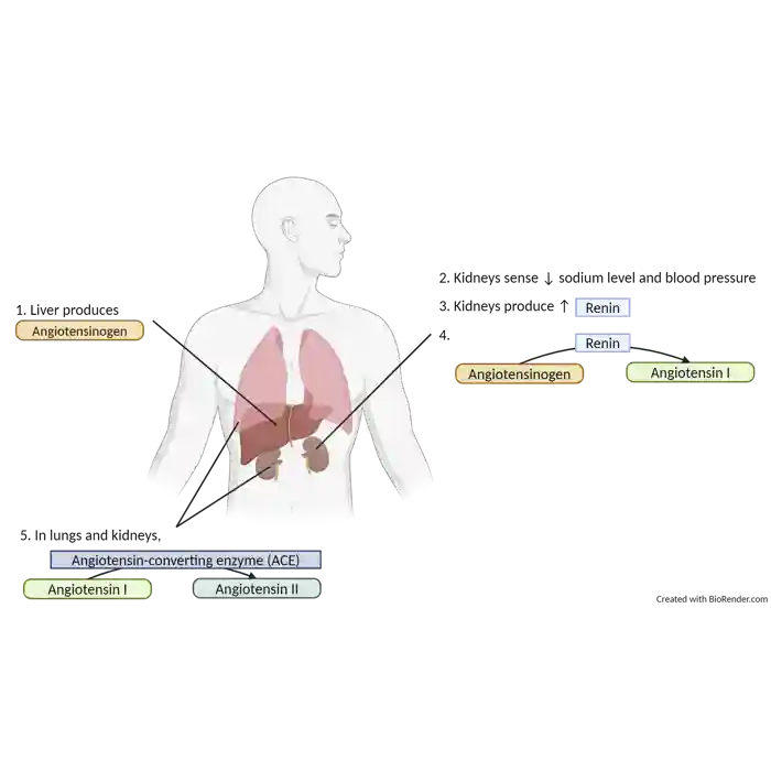 How is angiotensin II produced - made with Biorender