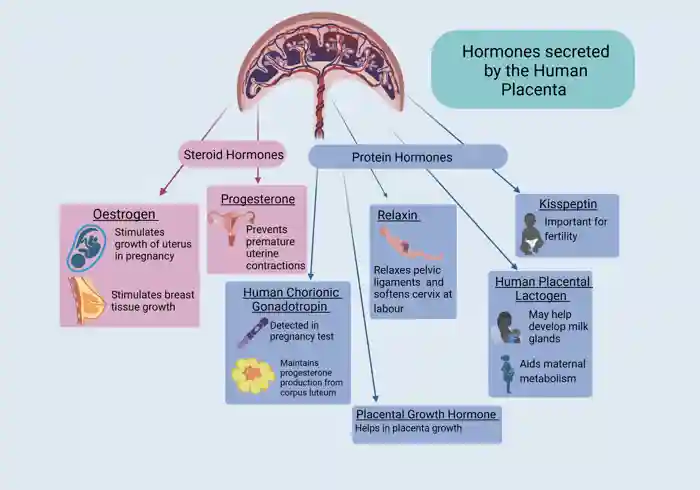 Hormones Secreted By Human Placenta